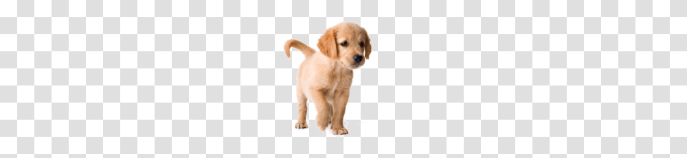 Golden Retriever Puppy Image, Dog, Pet, Canine, Animal Transparent Png
