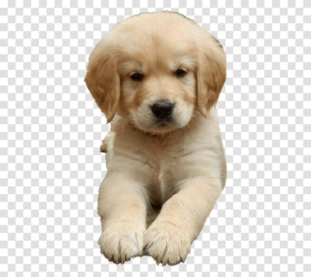 Golden Retriever Puppy Images Golden Retriever Puppy Angry, Dog, Pet, Canine, Animal Transparent Png