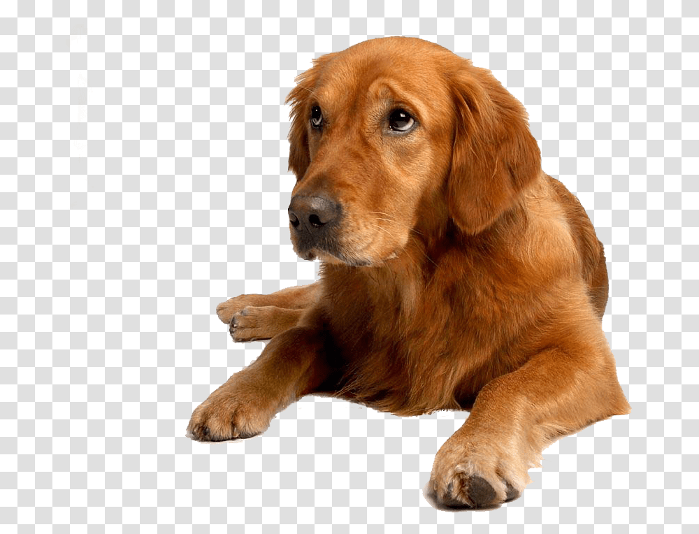 Golden Retriever Puppy Labrador, Dog, Pet, Canine, Animal Transparent Png