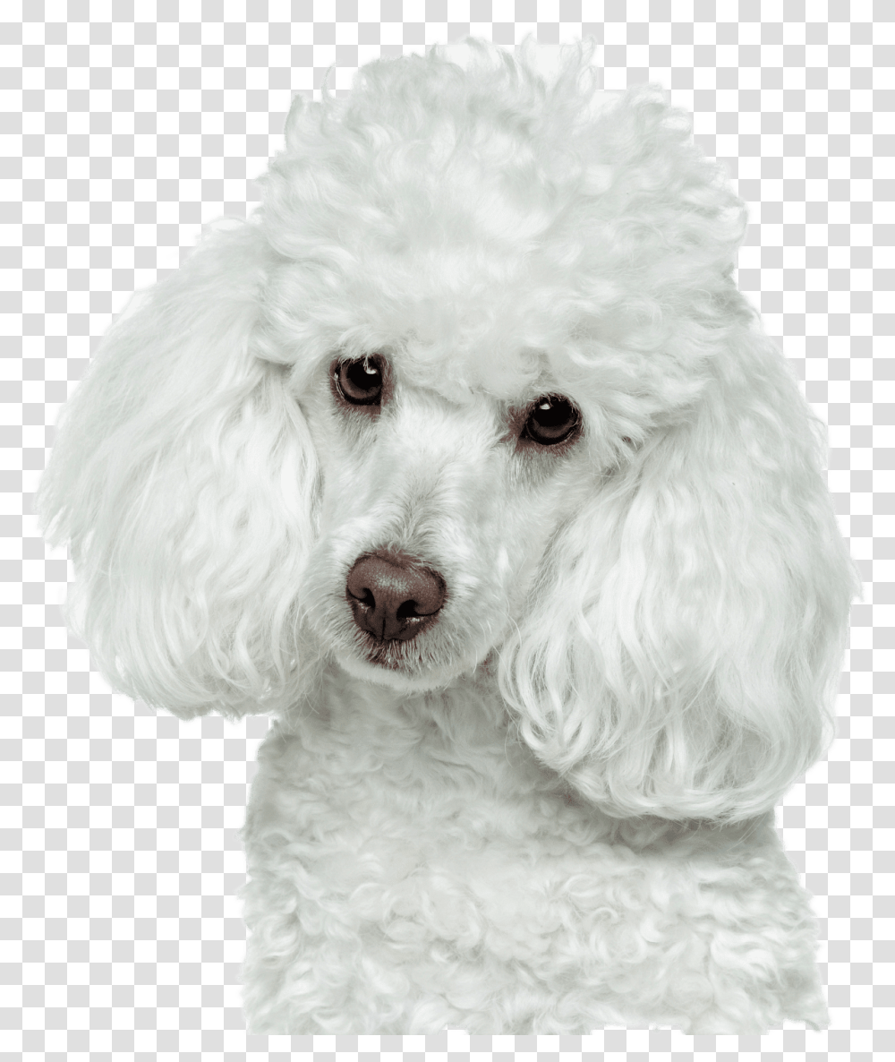 Golden Retriever Puppy Poodle, Dog, Pet, Canine, Animal Transparent Png
