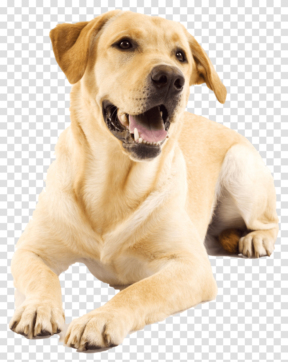 Golden Retriever Puppy Yellow Lab, Dog, Pet, Canine, Animal Transparent Png