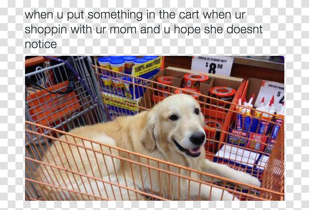 Golden Retriever Shopping Meme, Dog, Pet, Canine, Animal Transparent Png