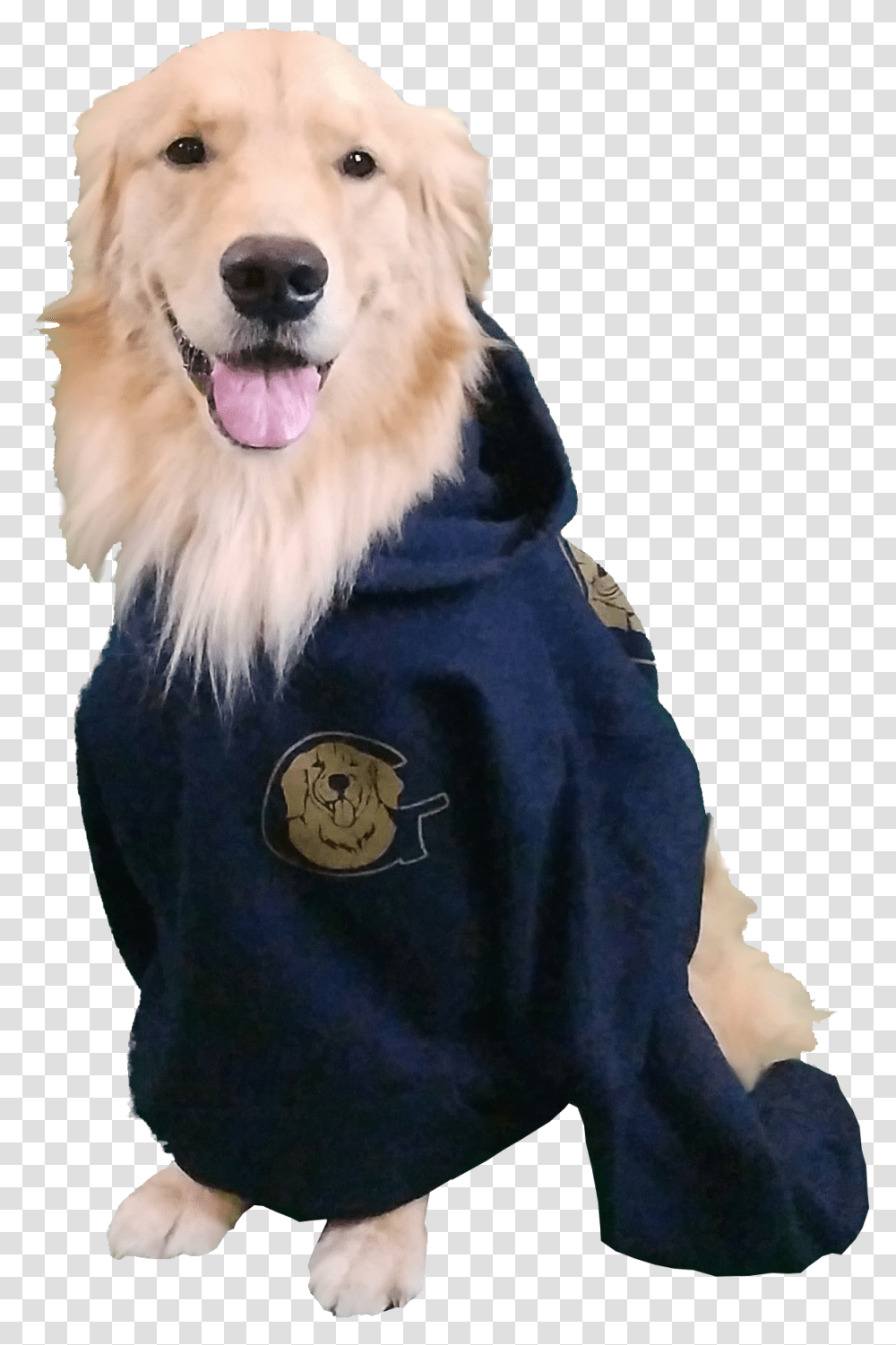 Golden Retriever Sweatshirt Golden Retriever, Animal, Canine, Mammal, Pet Transparent Png
