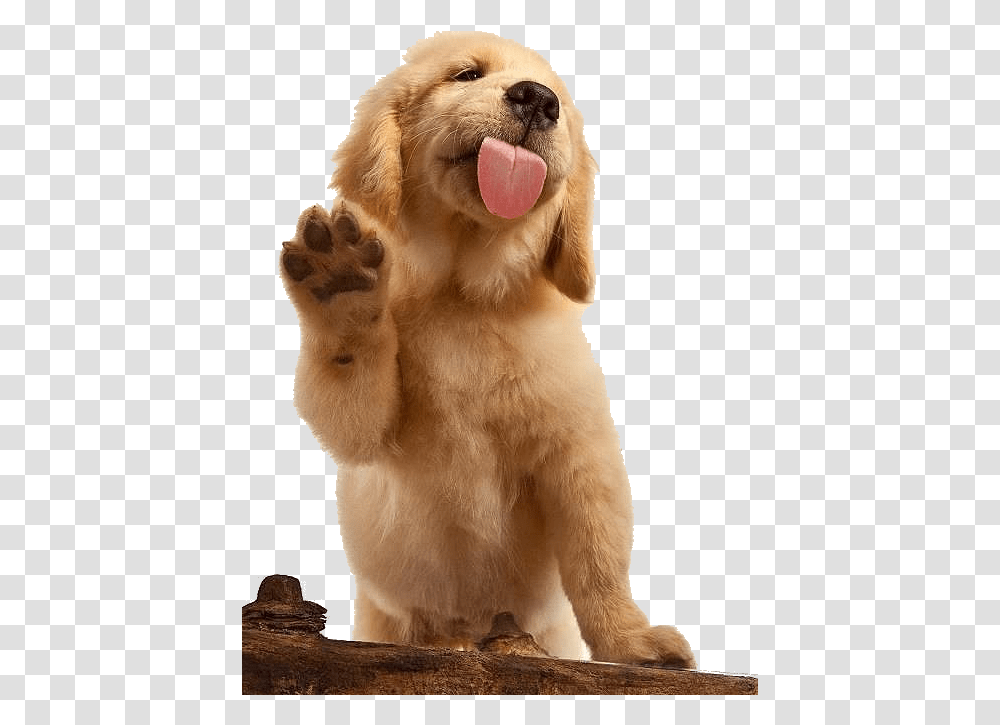 Golden Retriever Waving, Dog, Pet, Canine, Animal Transparent Png
