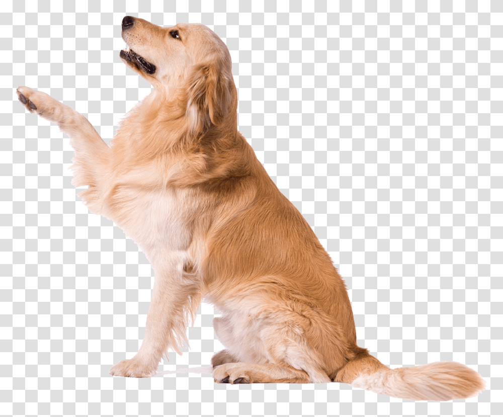 Golden Retriever White Paws Golden Retriever Paw, Dog, Pet, Canine, Animal Transparent Png