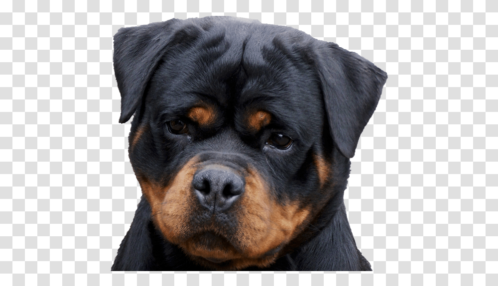 Golden Retriever With Rottweiler, Dog, Pet, Canine, Animal Transparent Png