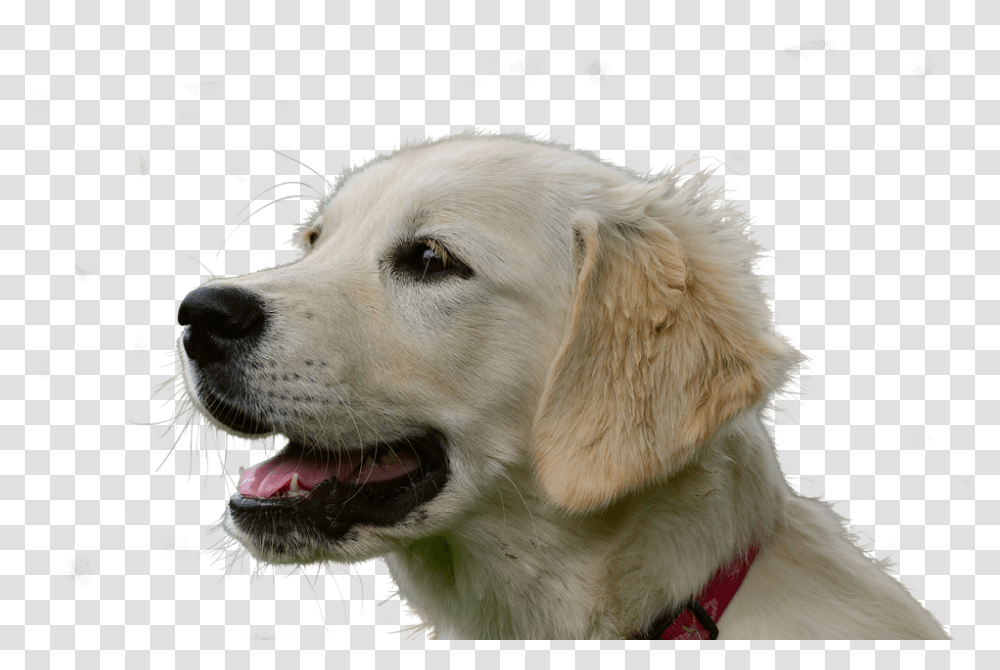 Golden Retrievers Male Names, Dog, Pet, Canine, Animal Transparent Png