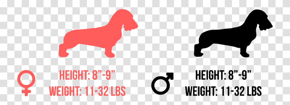 Golden Retrievers Size And Height, Animal, Logo Transparent Png