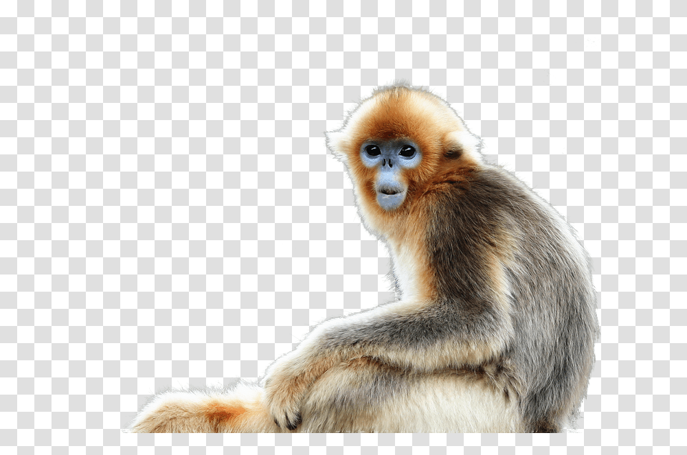 Golden Snub Nosed Monkey, Wildlife, Mammal, Animal, Baboon Transparent Png
