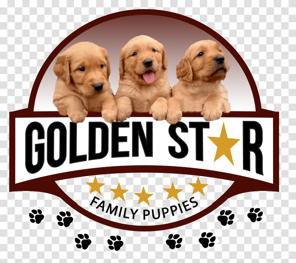 Golden Star Family Puppies North Carolina Sierra De Cebollera Natural Park, Animal, Dog, Pet, Canine Transparent Png