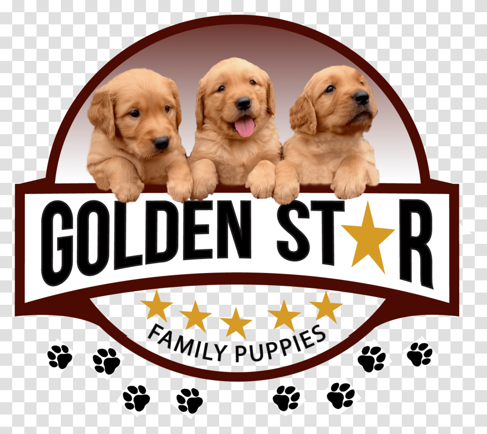 Golden Star Logo Golden Retriever, Dog, Pet, Canine, Animal Transparent Png