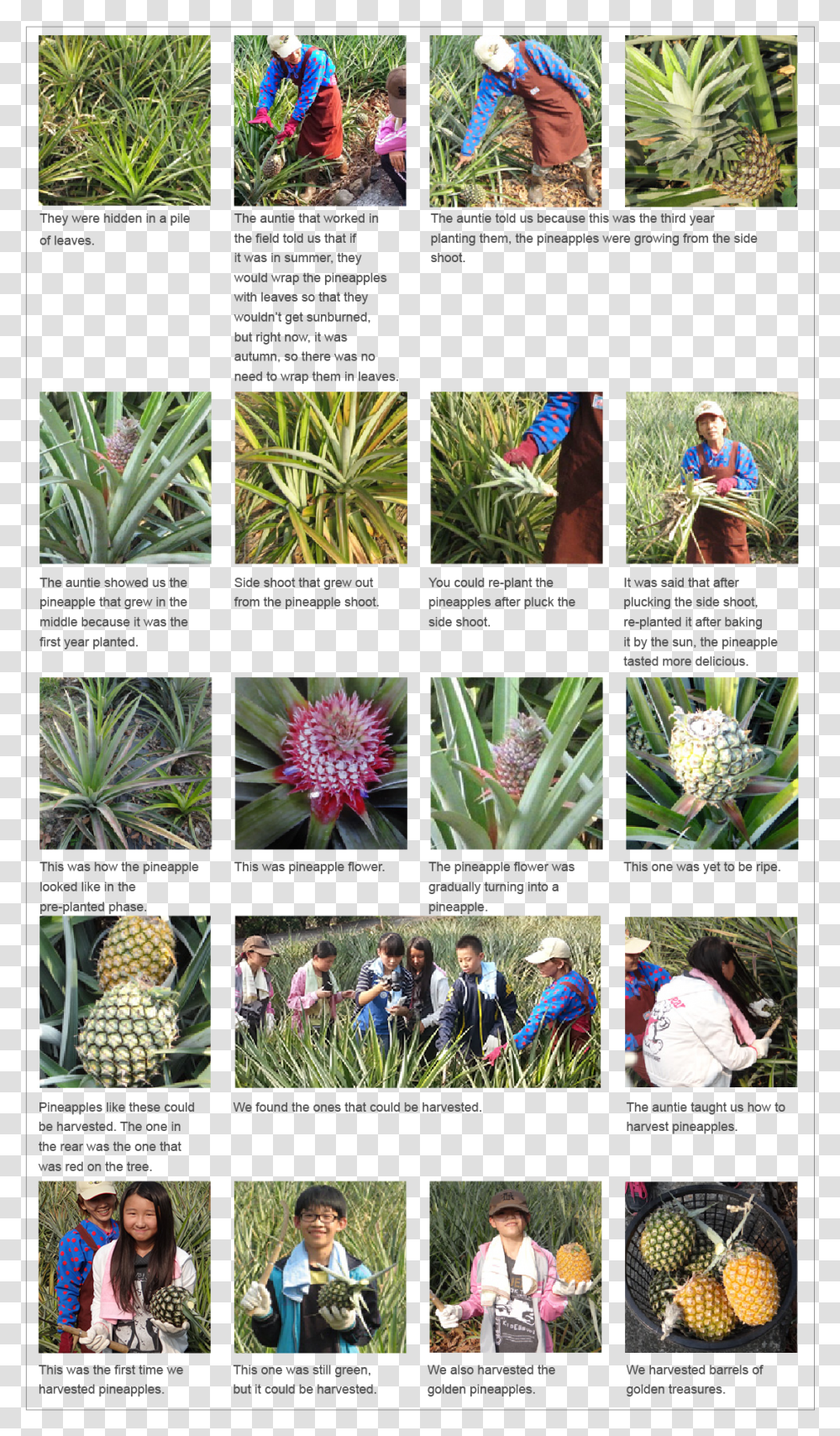 Golden Treasure Growth Diary, Aloe, Plant, Person, Human Transparent Png