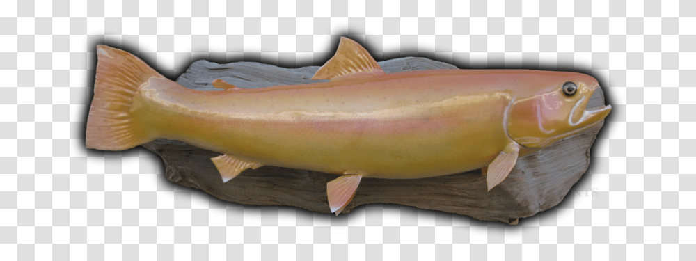 Golden Trout Fish Mounts & Replicas By Coast Tocoast Fish Pacific Salmons And Trouts, Animal, Cod, Sea Life, Perch Transparent Png