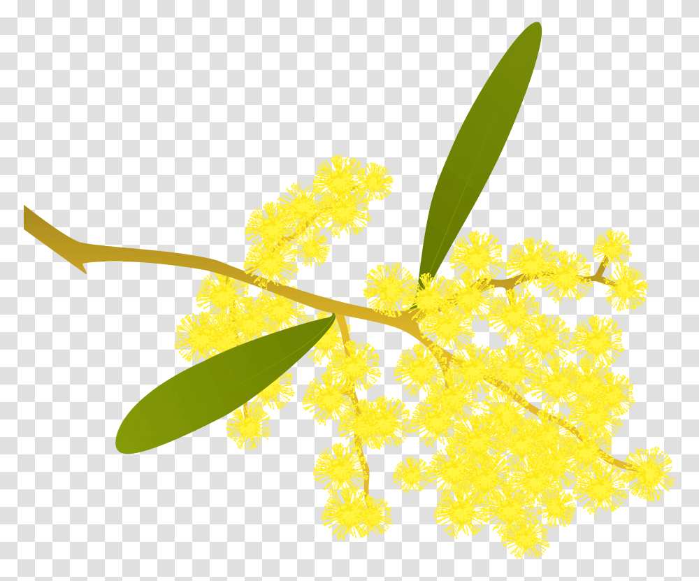 Golden Wattle Acacia Pycnantha Golden Wattle Clipart, Pollen, Plant, Flower, Blossom Transparent Png