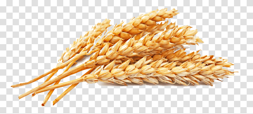 Golden Wheat Atta Flour Whole Wheat Seed Cereal Clipart, Plant, Vegetable, Food, Grain Transparent Png