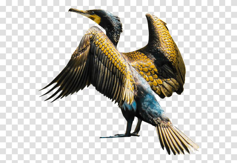 Golden Wings Cormoran, Bird, Animal, Waterfowl, Cormorant Transparent Png