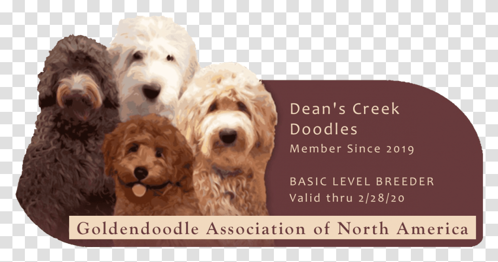 Goldendoodle Labradoodle, Dog, Pet, Canine, Animal Transparent Png