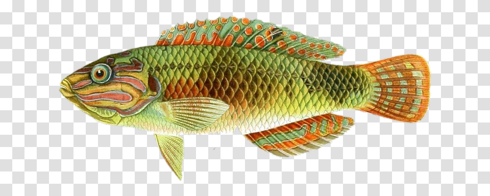 Goldenfish Colorfish Fish Halichoeres, Animal, Water, Aquatic, Coho Transparent Png