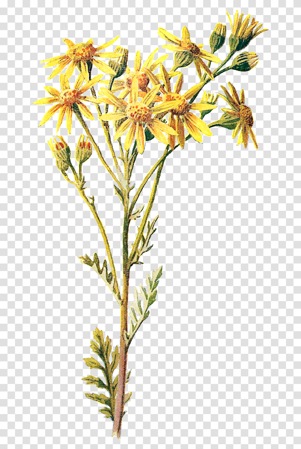 Goldenrod Flower Clipart Graphic Free Library Antique Wild Flowers, Plant, Pollen, Daisy, Asteraceae Transparent Png