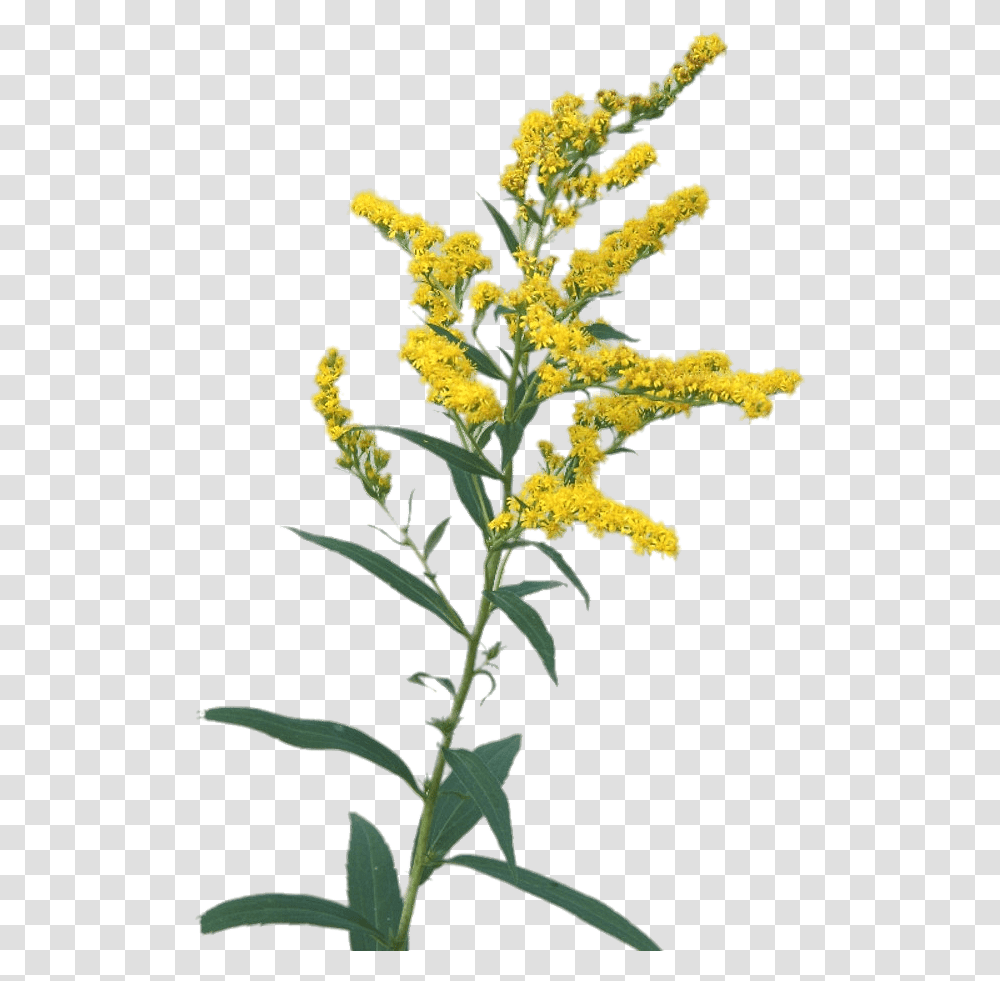Goldenrod Flowers Stickpng Goldenrod, Plant, Blossom, Pollen, Acanthaceae Transparent Png