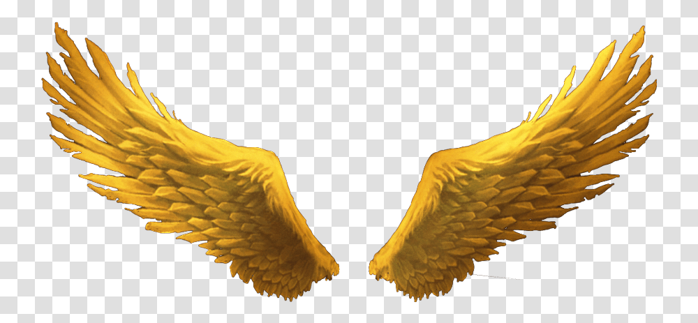 Goldenwings Goldwings Golden Gold Wings Wimg Gold Angel Wings, Bird, Animal, Plant, Flower Transparent Png