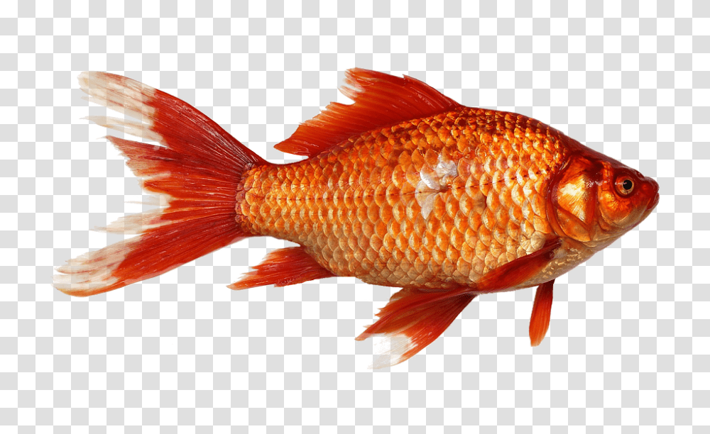 Goldfish 960, Animals Transparent Png