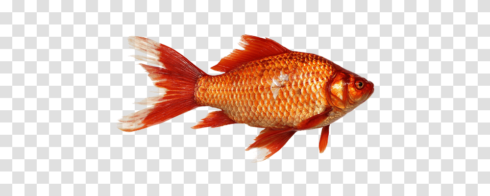 Goldfish Nature, Animal Transparent Png