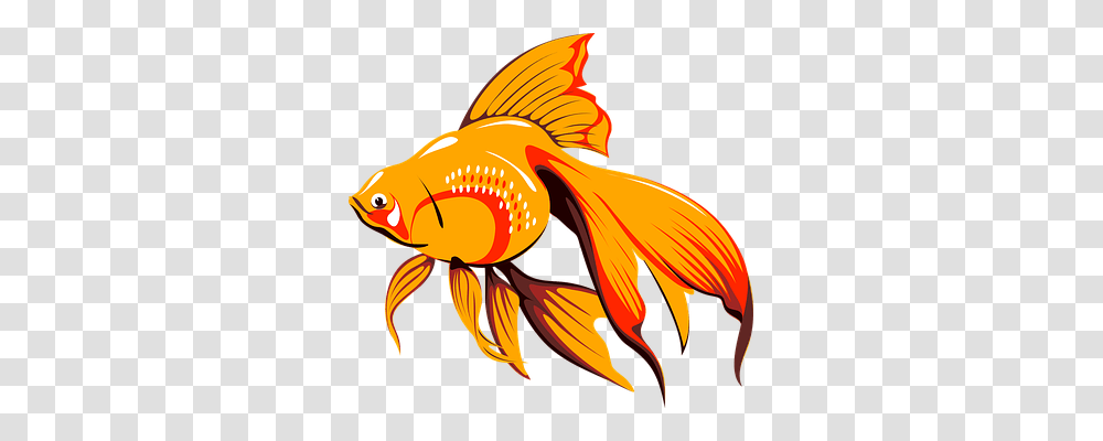 Goldfish Animals, Helmet, Apparel Transparent Png