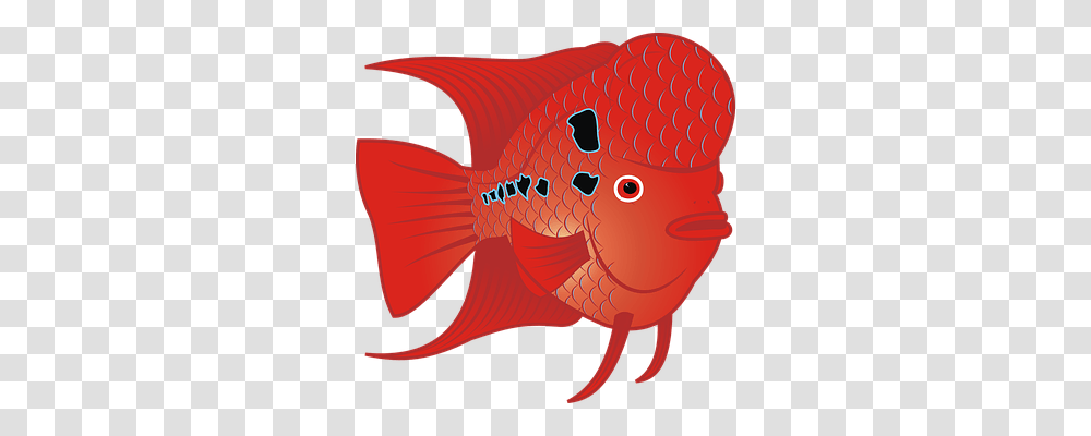 Goldfish Animals Transparent Png