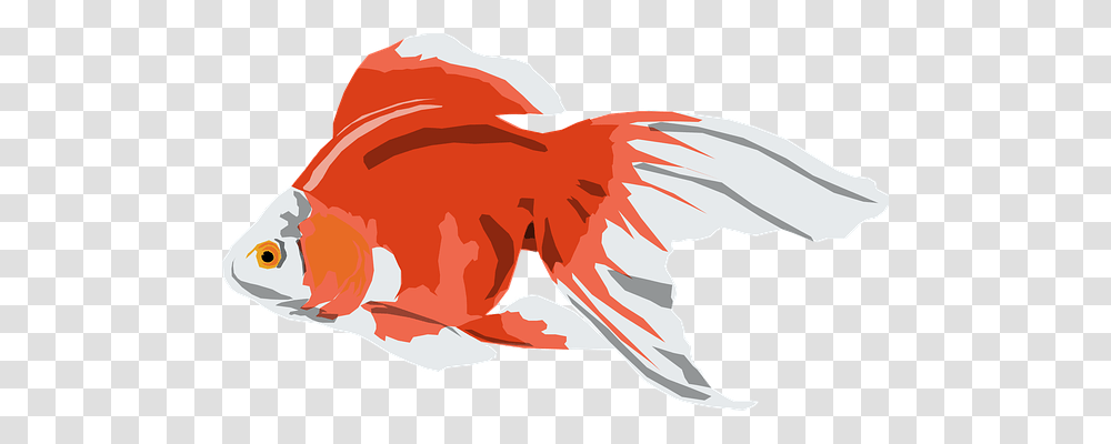 Goldfish Animals Transparent Png