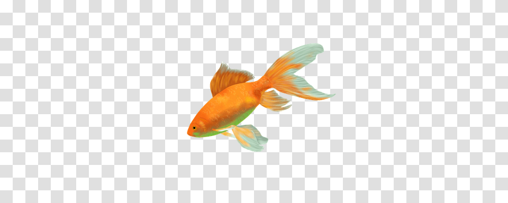 Goldfish Animals Transparent Png