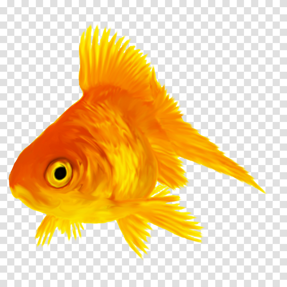 Goldfish, Animal, Bird Transparent Png