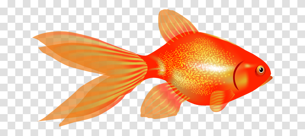 Goldfish, Animal, Bird Transparent Png