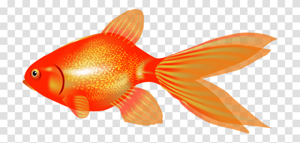 Goldfish, Animal, Bird Transparent Png