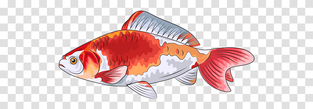 Goldfish, Animal, Carp, Sea Life, Tuna Transparent Png