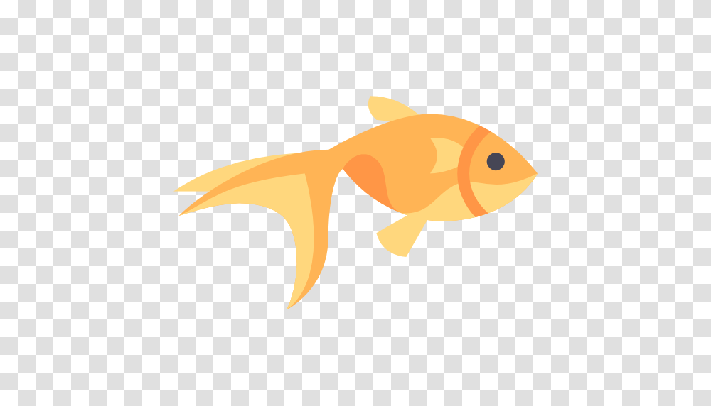 Goldfish, Animal, Shark, Sea Life Transparent Png