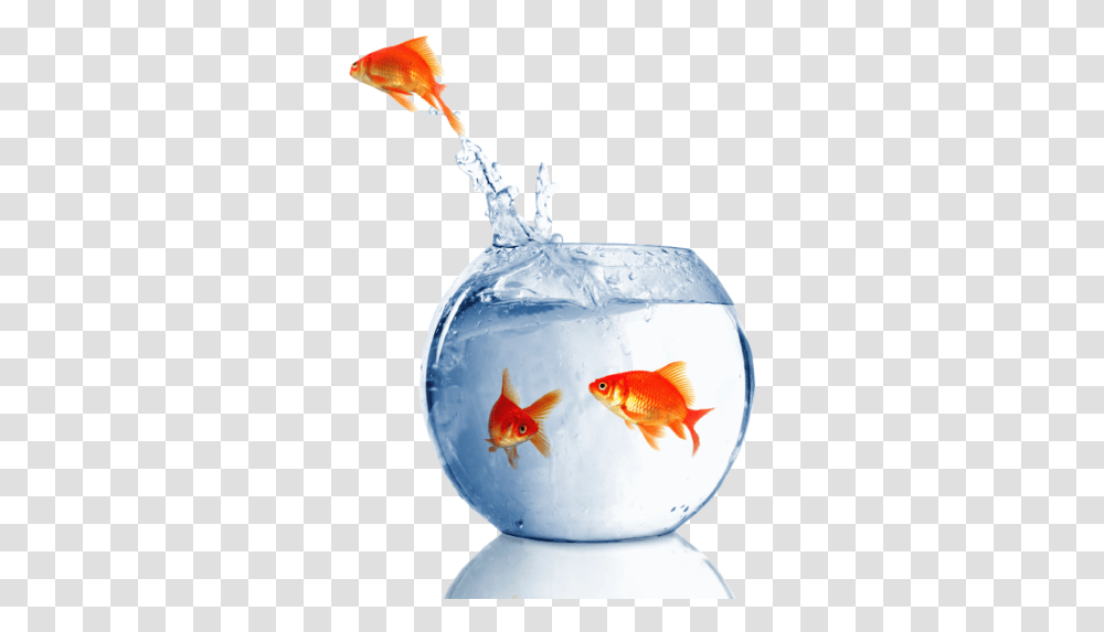 Goldfish, Animal, Snowman, Winter, Outdoors Transparent Png