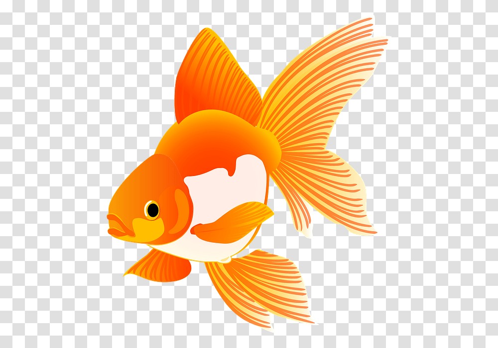 Goldfish, Animal Transparent Png