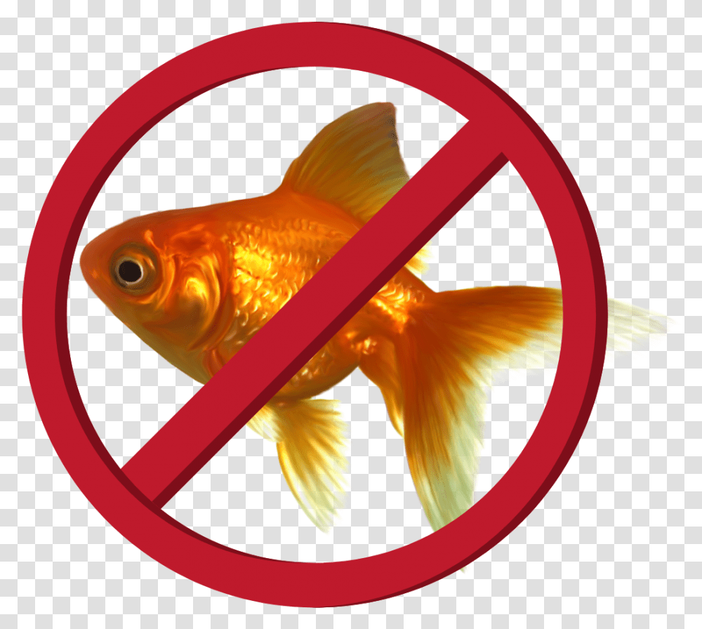 Goldfish, Animal Transparent Png