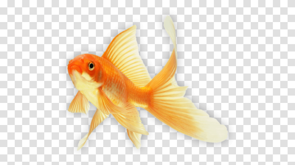 Goldfish, Animal Transparent Png