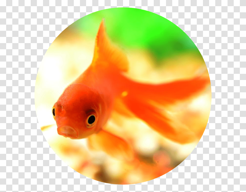 Goldfish, Animal Transparent Png