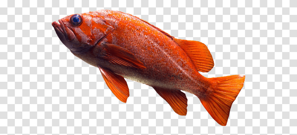 Goldfish, Animal, Water, Aquatic Transparent Png