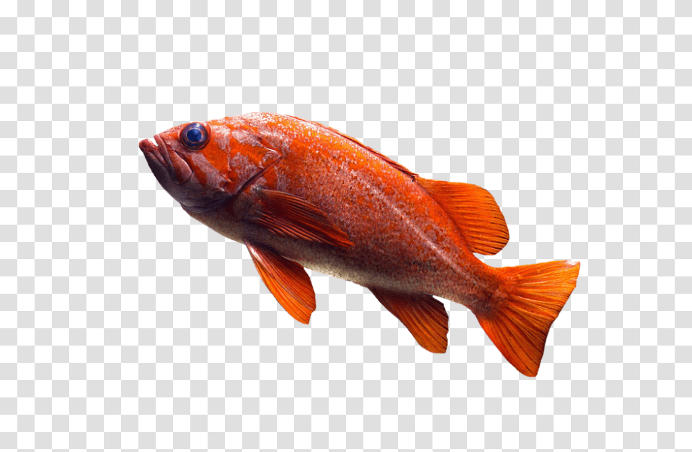 Goldfish, Animals, Aquatic, Water, Sea Life Transparent Png