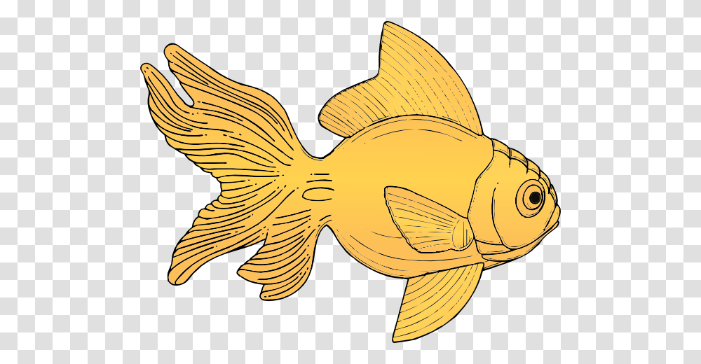 Goldfish, Animals, Banana, Fruit, Plant Transparent Png