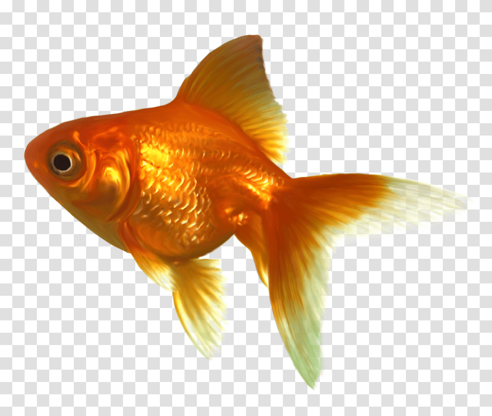 Goldfish, Animals, Bird, Dinosaur, Reptile Transparent Png