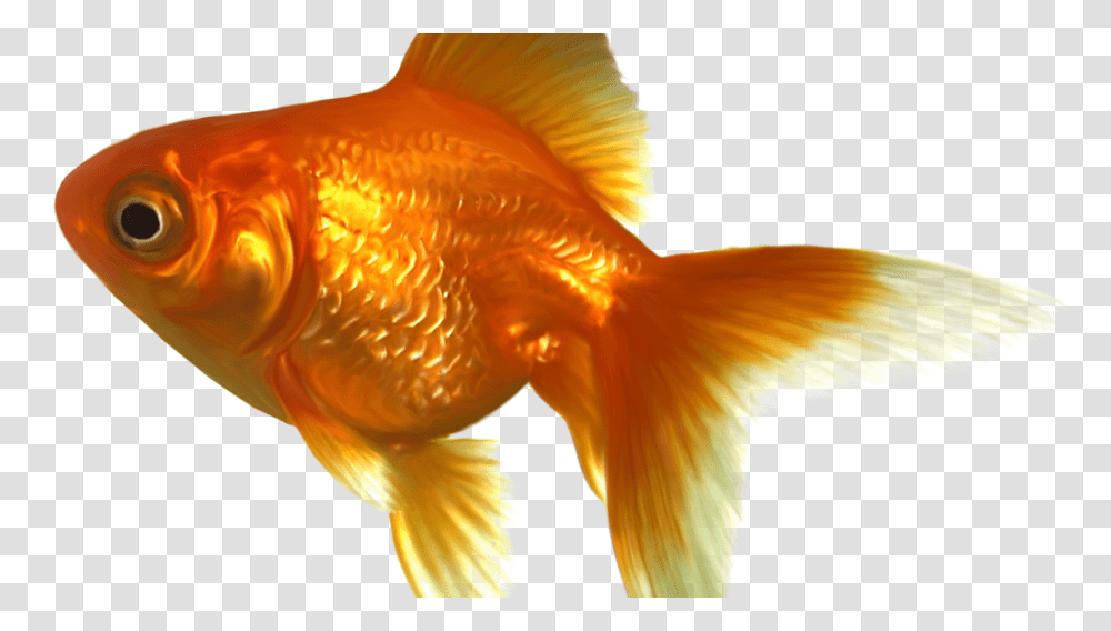 Goldfish, Animals, Bird Transparent Png