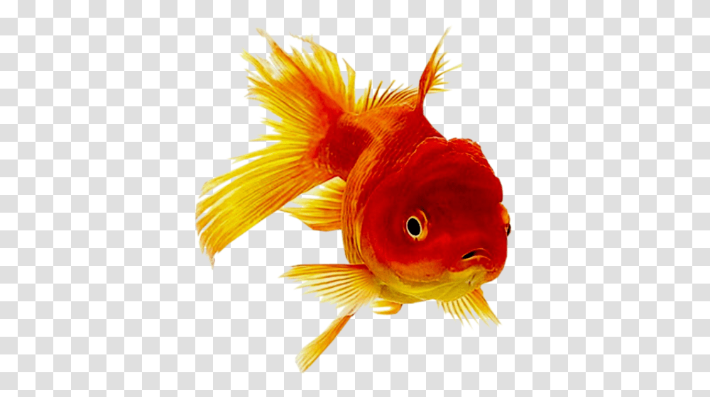 Goldfish, Animals, Bird Transparent Png