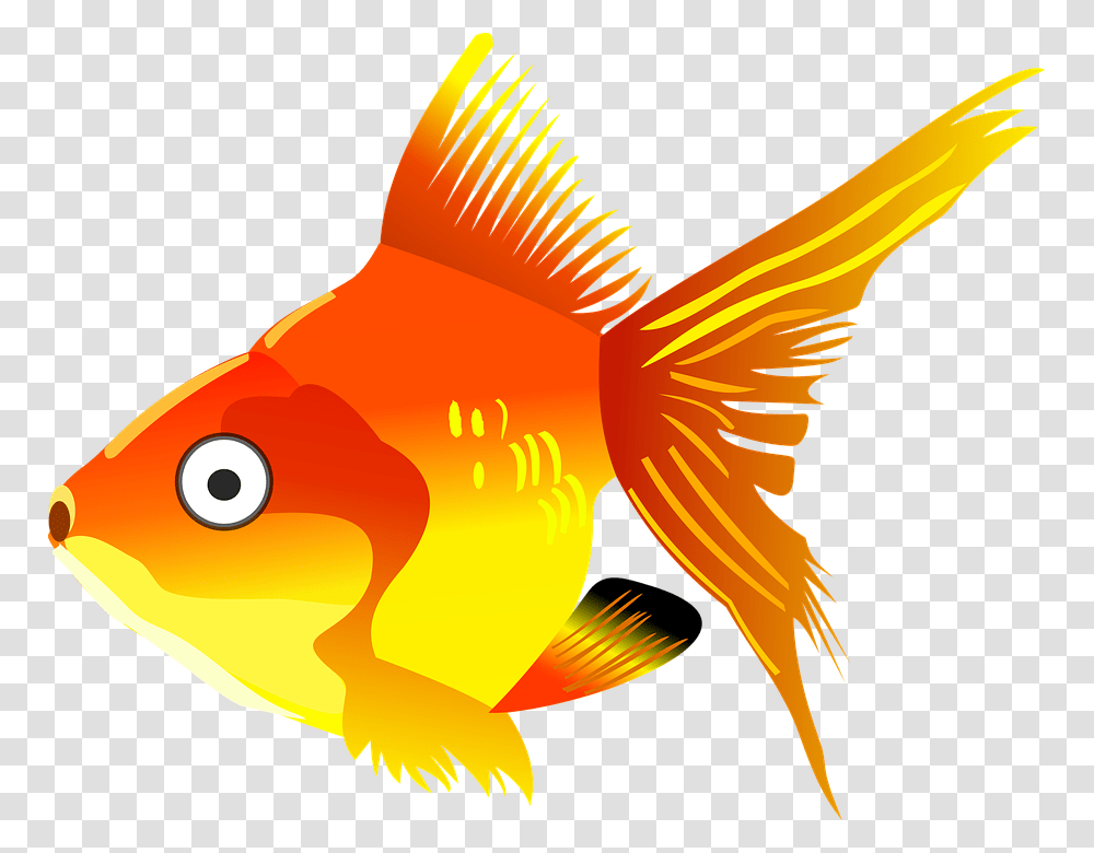 Goldfish, Animals, Bird Transparent Png