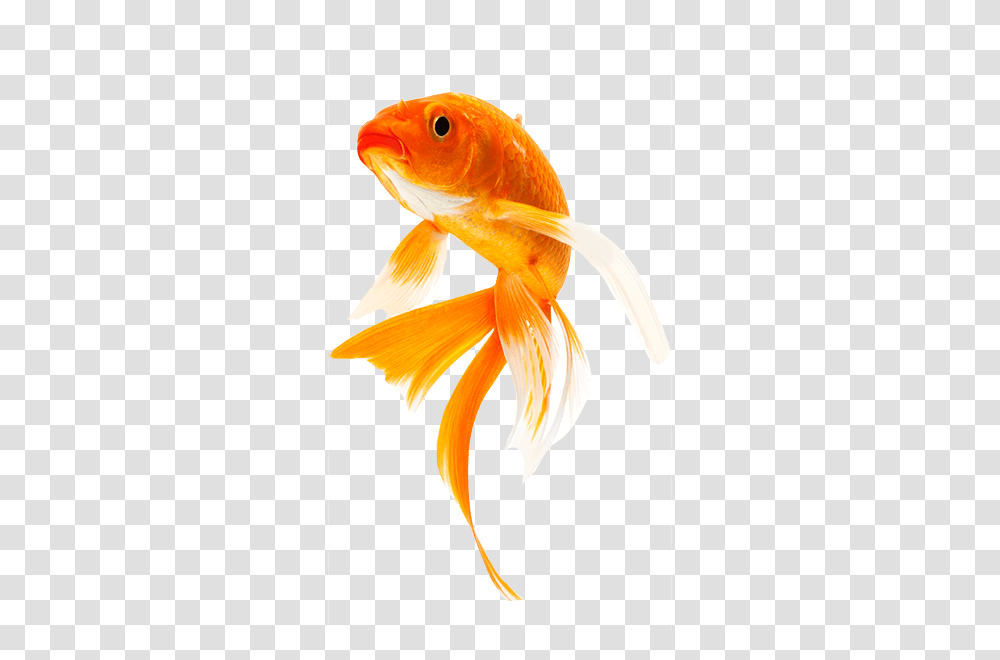 Goldfish, Animals, Bird Transparent Png