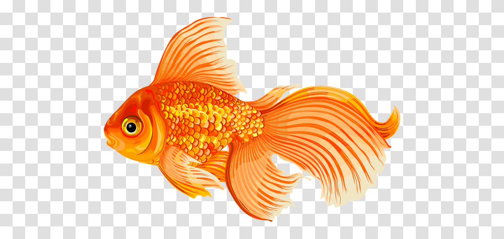 Goldfish, Animals, Bird Transparent Png